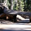 Kings canyon et Sequoia 19